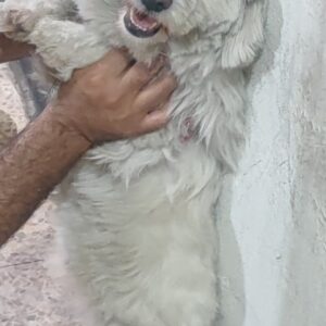 سگ گمشده