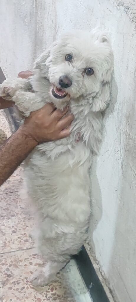 سگ گمشده