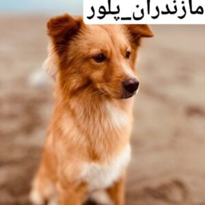 سگ گمشده نر عقیم شده