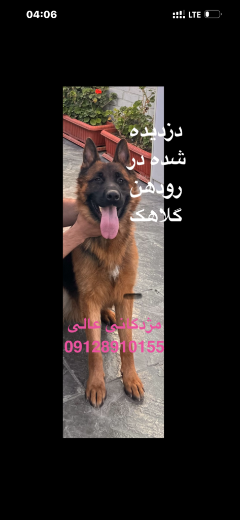 ژرمن دزدیده شده