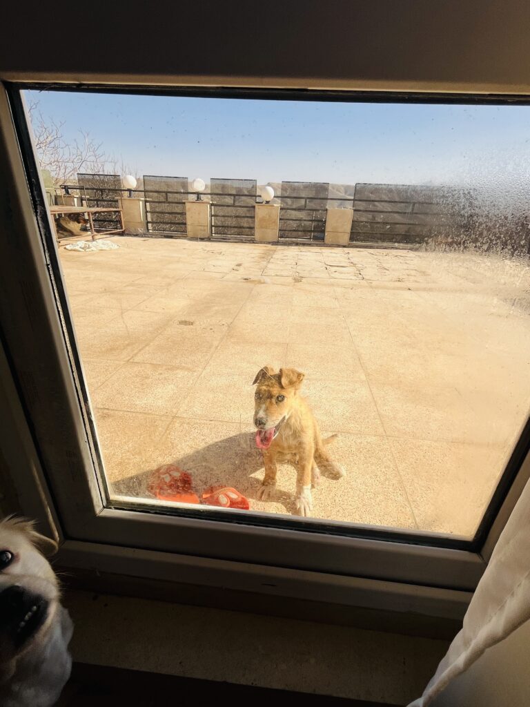 سگ بومی ۴ماهه