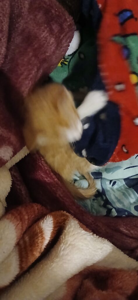 بچه گربه