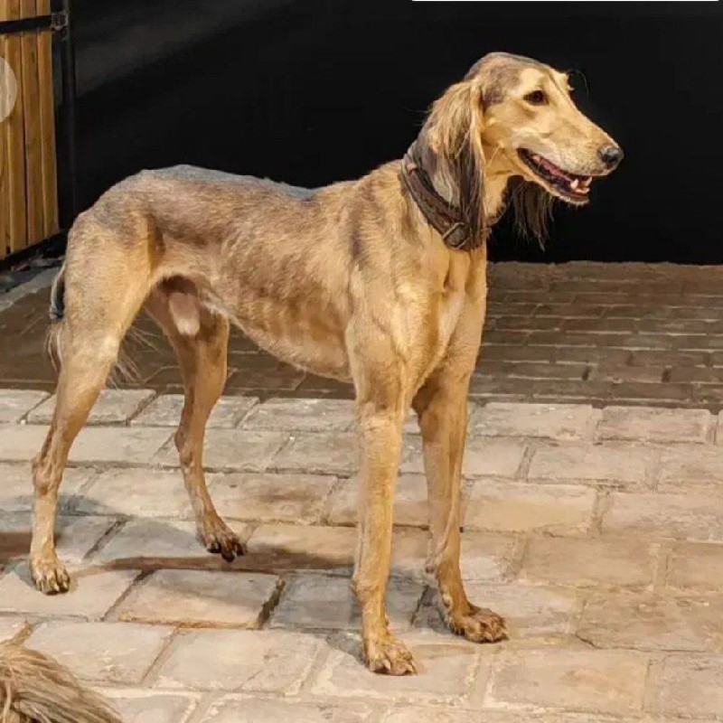 سگ گمشده