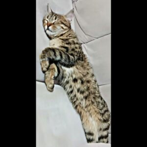 گربه‌ی DSH یکساله گمشده