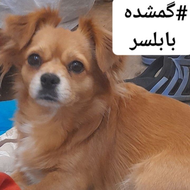 سگ گمشده
