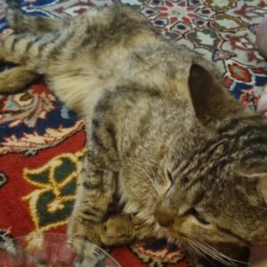 گربه زرد و طوسی لاغر