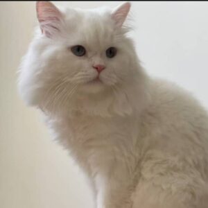 نگهداری گربه دلبندتان شما در منزل