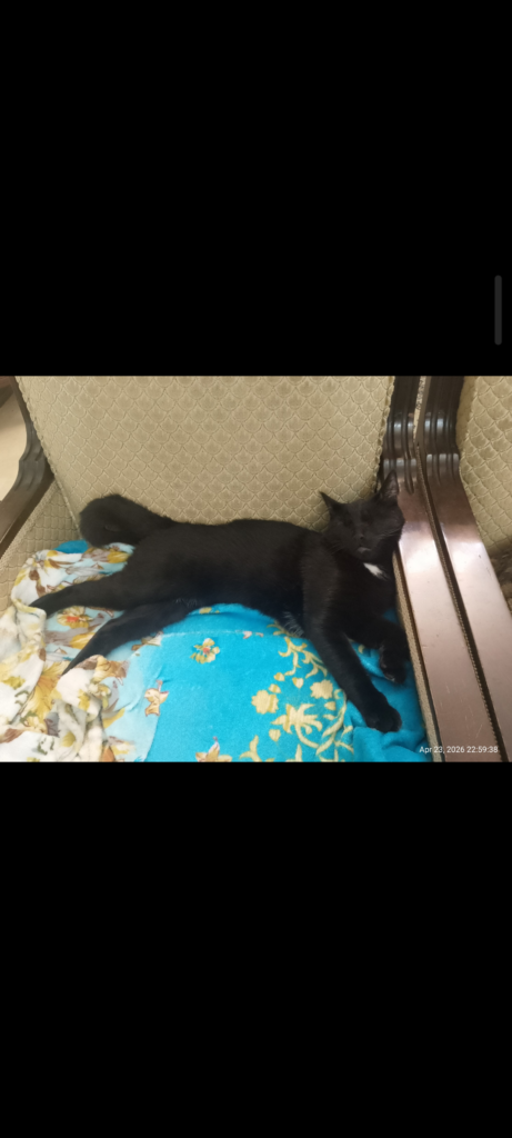 واگذاری گربه نابینا