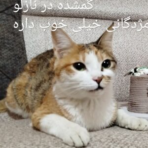 گربه گمشده در نازلو ارومیه