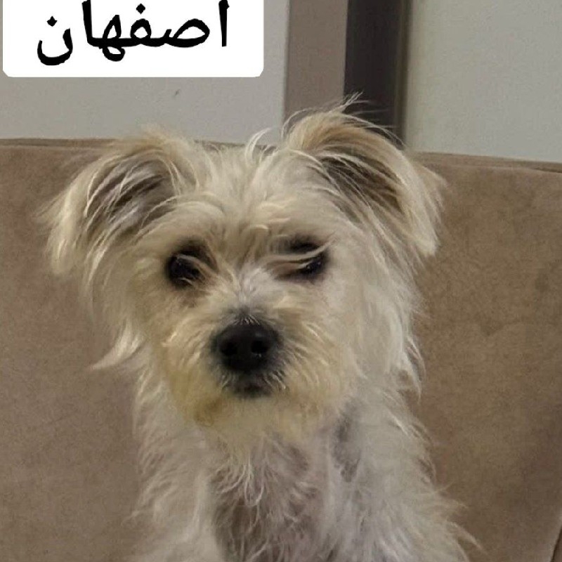 سگ گمشده ماده عقیم شده