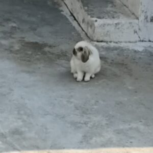 خرگوش لوپ نر بالغ