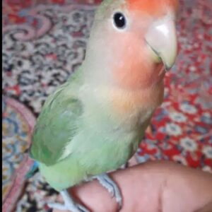 کوتوله برزیلی گمشده