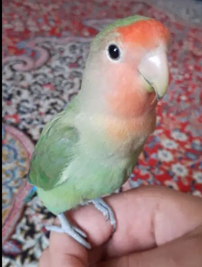 کوتوله برزیلی گمشده