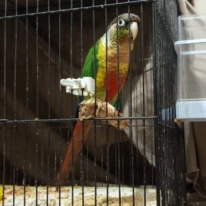 طوطی گرینچیگ گمشده