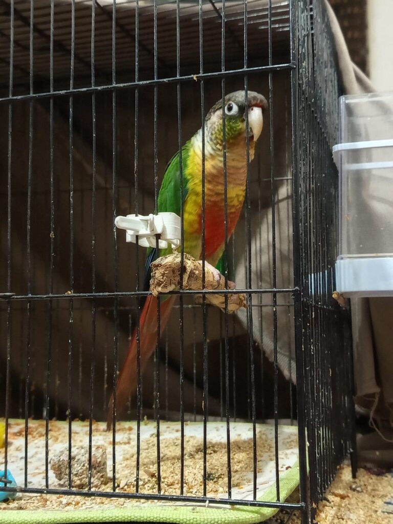طوطی گرینچیگ گمشده