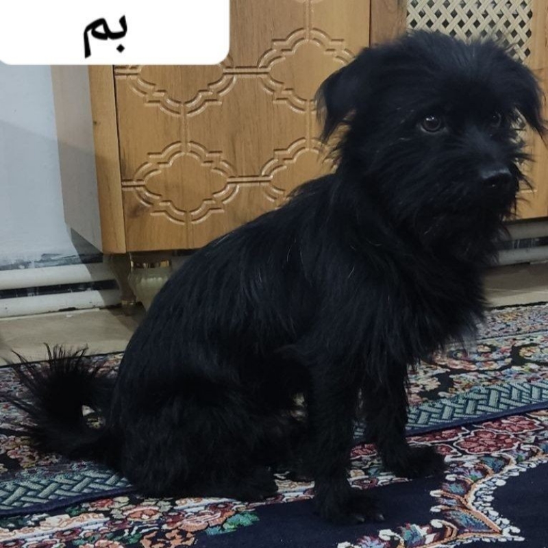سگ گمشده بیمار