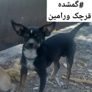 سگ گمشده