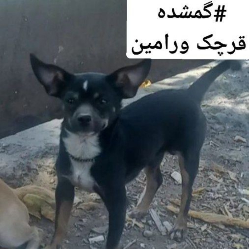 سگ گمشده