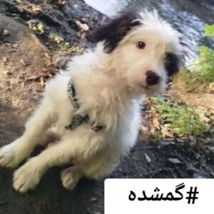 سگ گمشده نر