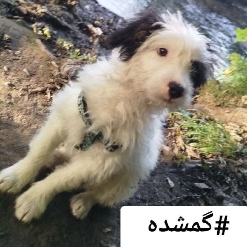 سگ گمشده نر