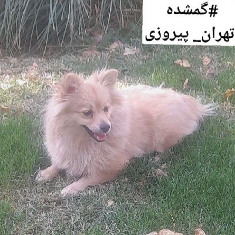 سگ گمشده