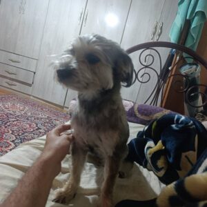 سگ تریر گمشده