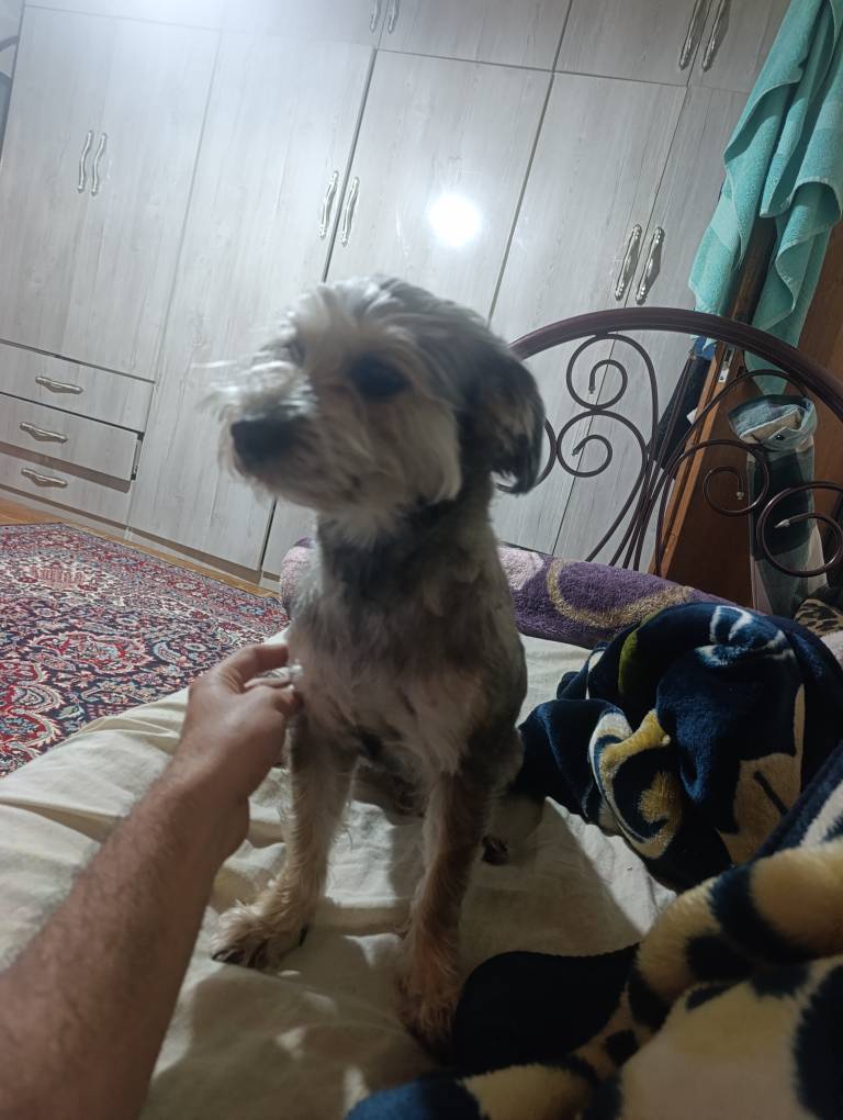 سگ تریر گمشده