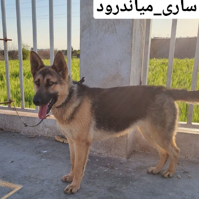 سگ گمشده ماده عقیم شده