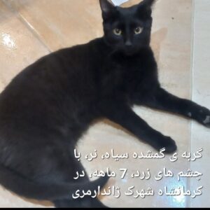 گربه ی گمشده