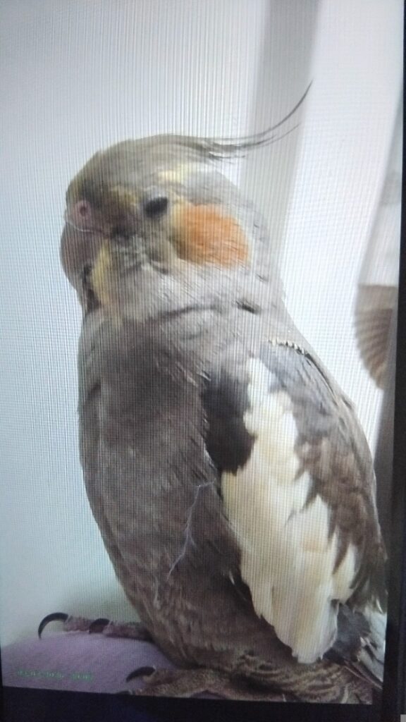 پرنده گمشده