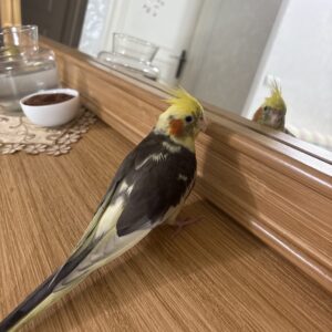 عروس هلندی گمشده