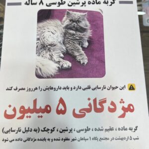 گربه پرشين گمشده