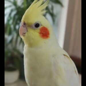 عروس هلندی گمشده