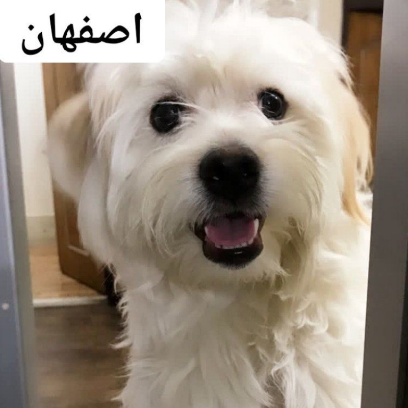 سگ گمشده نر عقیم شده