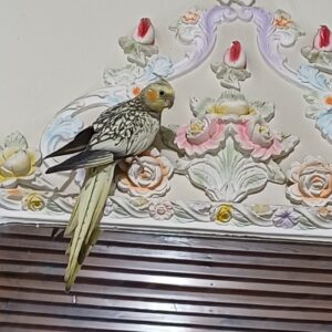 عروس هلندی ماده گمشده