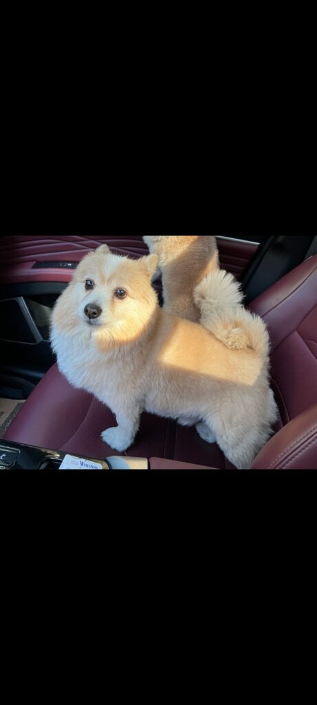 سگ گمشده ( محدوده فرشته ) مژدگانی قابل توجه
