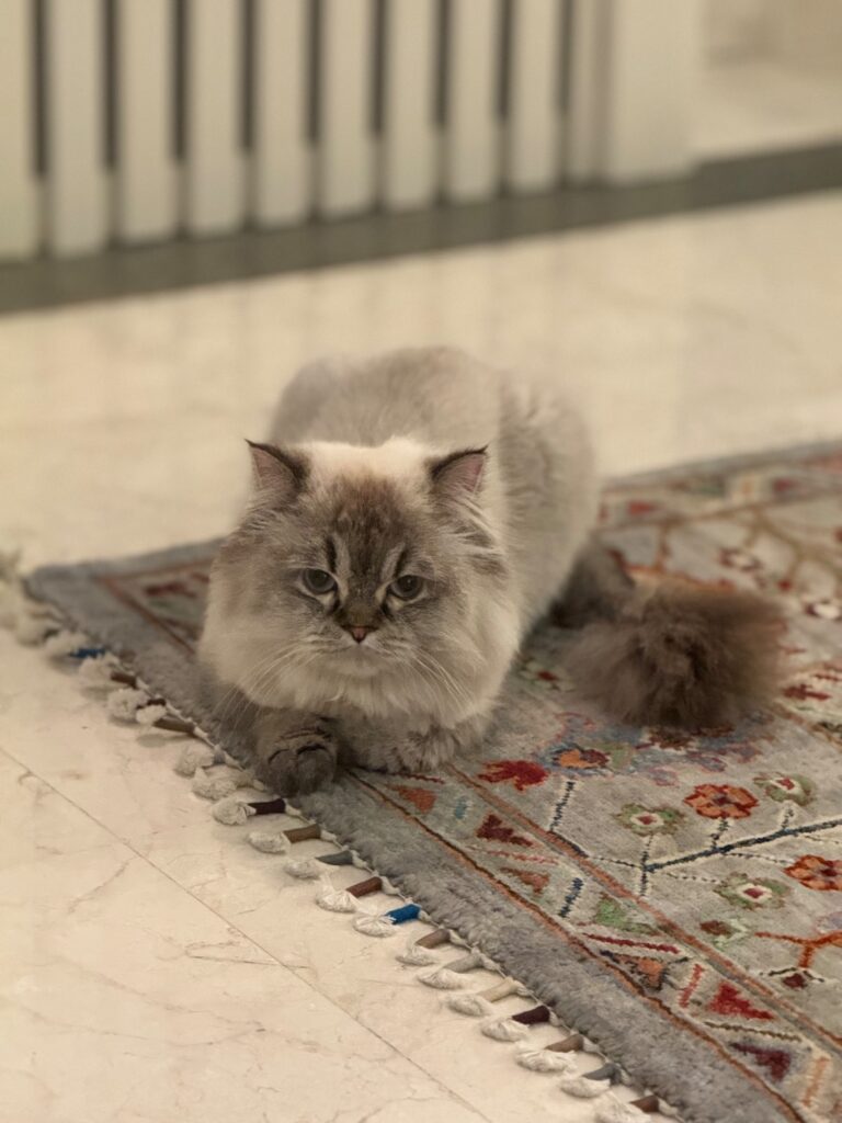 گربه گمشده