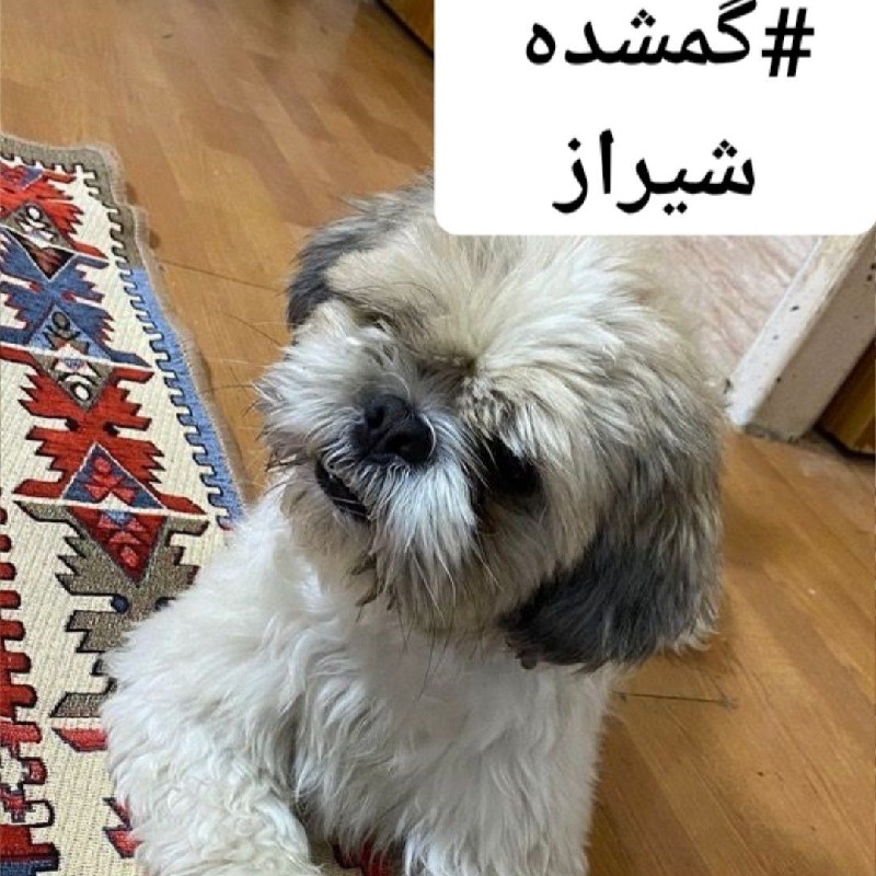 سگ گمشده