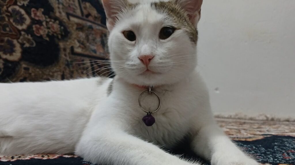 گربم گمشده