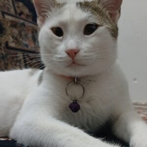 گربم گمشده