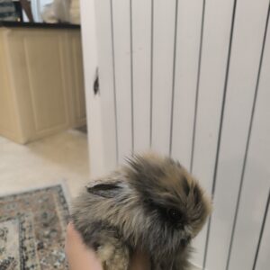 خرگوش لوپ بامزه
