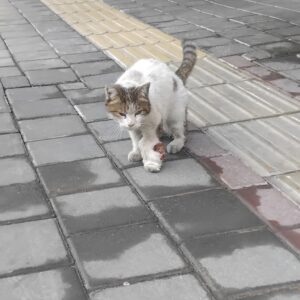 امداد