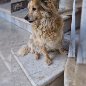 سگه گم شده در محله ی هفت سنگان