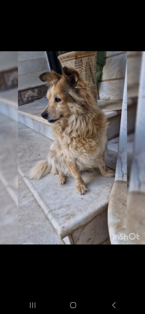 سگه گم شده در محله ی هفت سنگان
