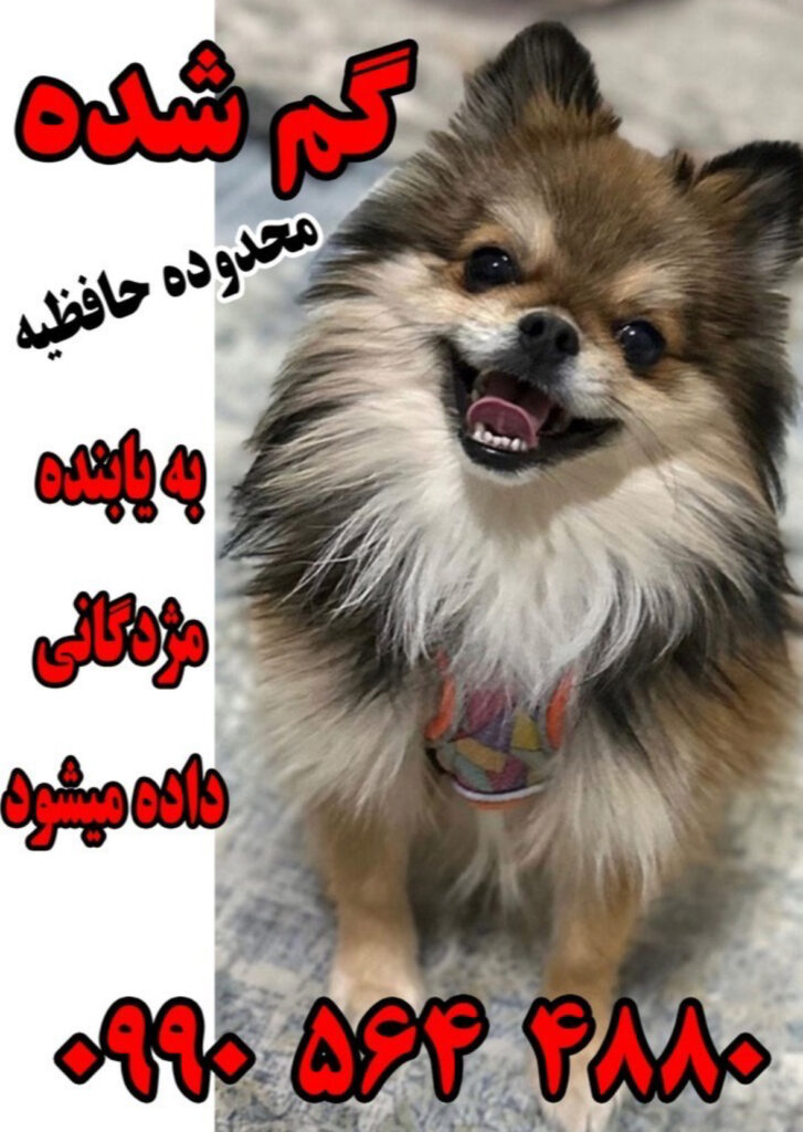 گمشده در شیراز حافظیه