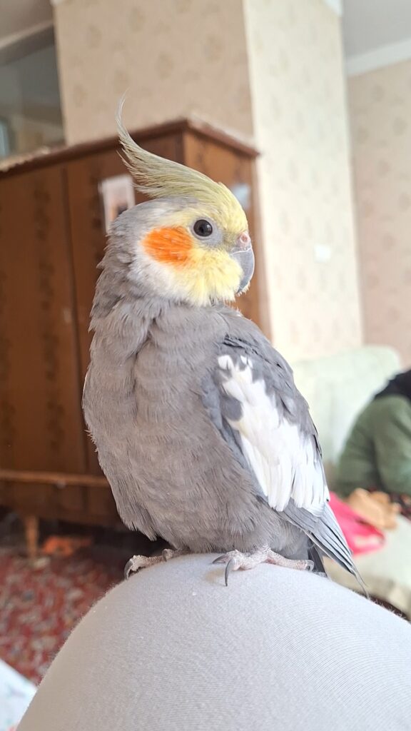عروس هلندی گم شده