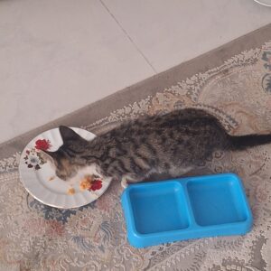 توله گربه