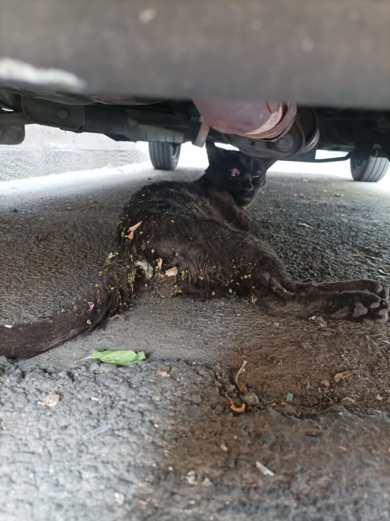 گربه تصادفی