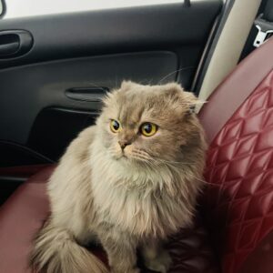 گربه نژاد اسکاتیش گمشده