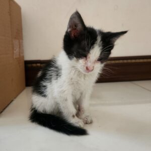 بچه گربه تاکسیدو